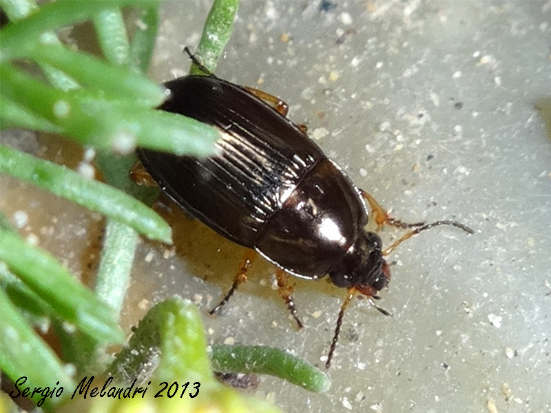 Amara lucida (cf.)